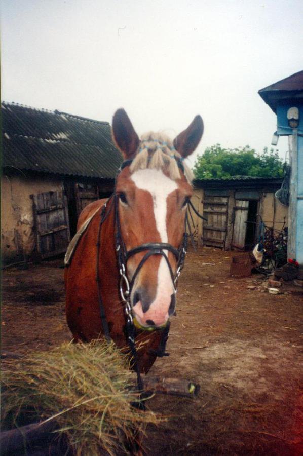 Бабушкин конь