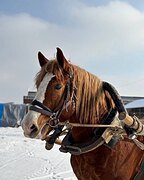 ВЫСОКИЙ ТЯЖЕЛОВОЗ