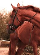 УНИВЕРСАЛЬНЫЙ МЕРИН 