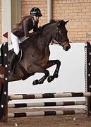 ГОЛШТИНСКАЯ КОБЫЛА 5 ЛЕТ