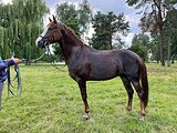 Спортивная полукровная 