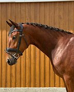 Орловский рысак