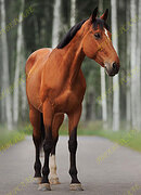 Любительский класс