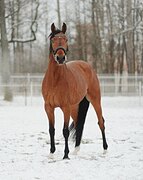 МОЛОДАЯ КОБЫЛА 