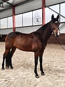 ДОМА ПРЫГАЕТ ДО 110 СМ