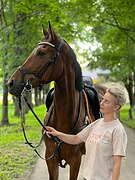 Мерин в конкур/троеборье