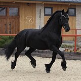 ФРИЗСКИЙ ЖЕРЕБЕЦ 6 ЛЕТ