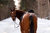 Мерин в большой спорт выезд