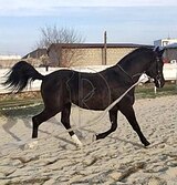 Арабо-Кабардинский жеребец