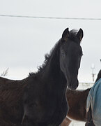 Жеребчик от Gibson (George Clooney х Gl