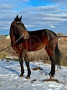 Мерин 2021 г.р.