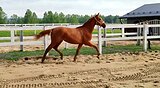 Спортивная кобыла