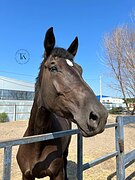 ЭЛЕМЕНТЫ ЮНОШЕСКИХ ЕЗД