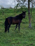 Матрос