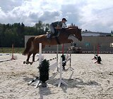 Мерин 2019 г.р.