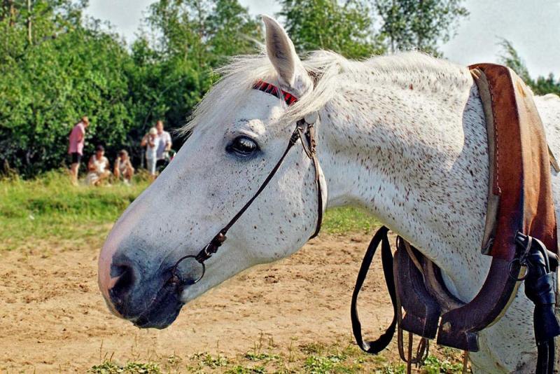 Упряжный меринок, обслуживающий соревнования по конкуру