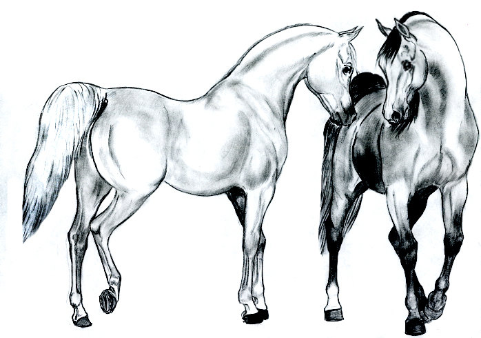 Арабские лошади