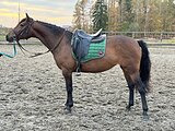 Кобыла пони-класса