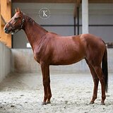 КОБЫЛА 5 ЛЕТ В КОНКУР