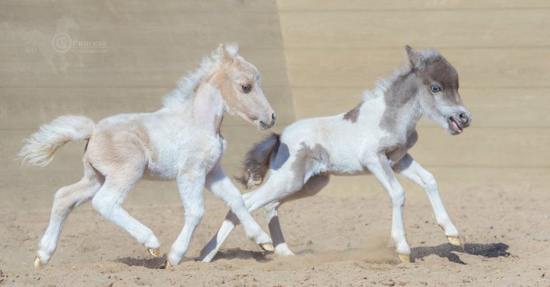 Американские миниатюрные лошадки 2017 г.р. Малышня играет.Фото Ксении Римской.
