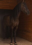 КОБЫЛА В ДЕТСКИЙ СПОРТ