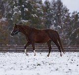 Кобыла пони-класса