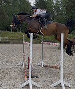 МЕРИН В КОНКУР