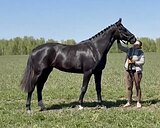 ВЫСОКАЯ МОЛОДАЯ КОБЫЛА