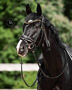 МЕРИН НА ЮНОШЕСКИЕ ЕЗДЫ, МП