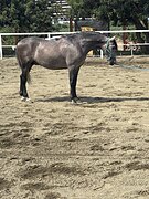 Андалузский жеребец 2022 г.р 