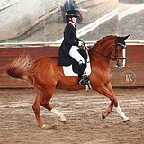 ГАННОВЕРСКИЙ МЕРИН НА СП1