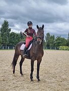 Молодой мерин в конкур