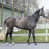 КОБЫЛА ЗАНГЕРШАЙДЕ 5 ЛЕТ