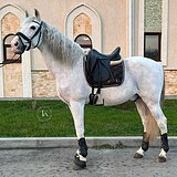 ШИКАРНЫЙ СЕРЫЙ АНДАЛУЗ