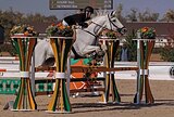 Импортная сильная кобыла