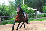 Жеребец в хобби-семью