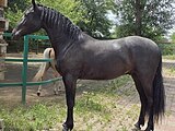 Факир