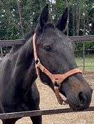 ПРЕКРАСНЫЙ ВАРИАНТ ДЛЯ ПРО