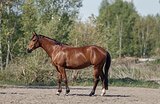 Выездка / конкур