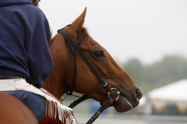 Ипподром Pimlico 2010 год,подготовка ко второму этапу Тройной Короны - Preakness Stakes - Gr. 1