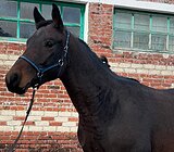 ЛИНИЯ PYTHAGORAS • МОЛОДОЙ