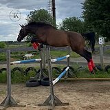 ГНЕДОЙ ЖЕРЕБЕЦ 4 ГОДА