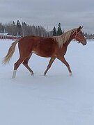 Спортивная полукровная коб