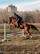 КОБЫЛА В КОНКУР/ХОББИ
