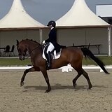 ОЛЬДЕНБУРГСКАЯ КОБЫЛА 8 ЛЕТ