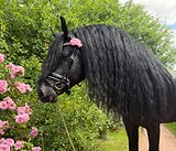 ШИКАРНЫЙ ФРИЗСКИЙ ЖЕРЕБЕЦ 
