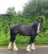 Прекрасная кобыла Шайр