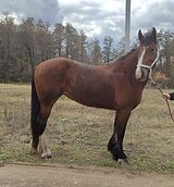 Владимирская кобыла 