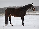 Мерин для спорта или детей, 