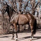 ВОРОНОЙ ГАННОВЕР НА МП